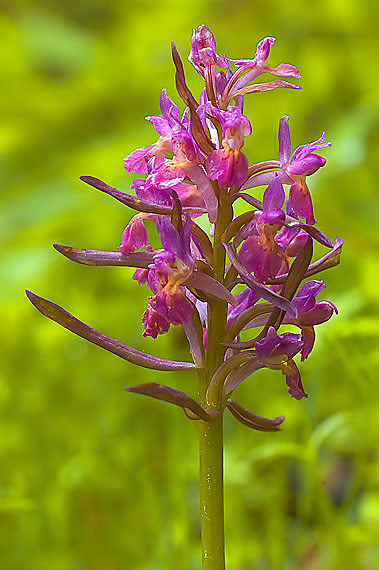 prstovník bazový Dactylorhiza sambucina (L.) Soó