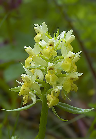 prstovník bazový Dactylorhiza sambucina (L.) Soó