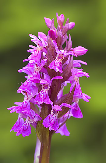 vstavačovec májový pravý Dactylorhiza majalis subsp. majalis (Reincherb.) Hunt & Summerh.