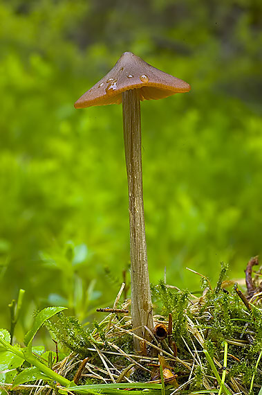 hodvábnica väčšia Entoloma hirtipes (Schumach.) M.M. Moser