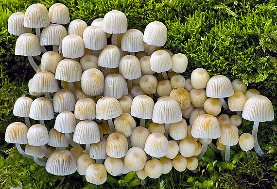 hnojník rozsiaty Coprinellus disseminatus (Pers.) J.E. Lange