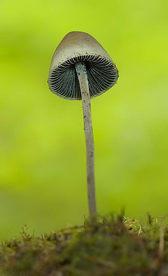 hnojník ? Coprinus?