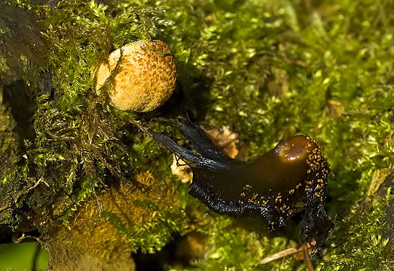 hnojník sp. Coprinus sp.