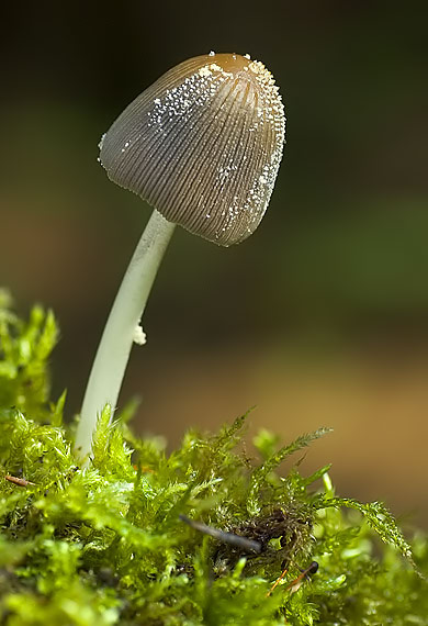 hnojník sp. Coprinus sp.