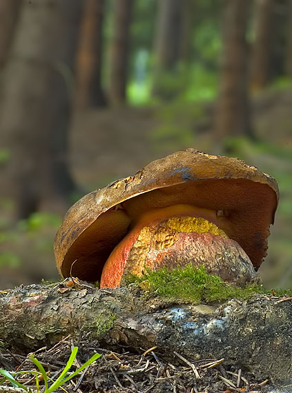 hríb zrnitohlúbikový Neoboletus luridiformis (Rostk.) G. Wu & Zhu L. Yang