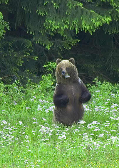 medveďku daj labku