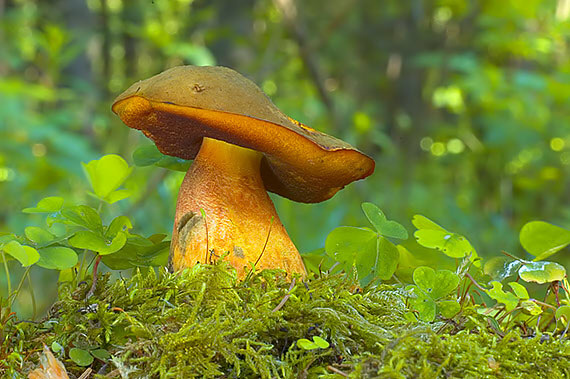 hríb zrnitohlúbikový Neoboletus luridiformis (Rostk.) G. Wu & Zhu L. Yang
