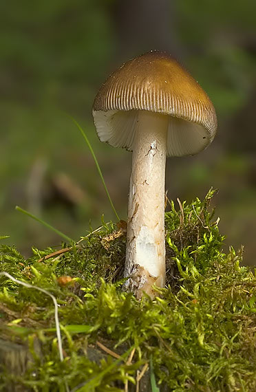 muchotrávka pošvatá Amanita vaginata (Bull.) Lam.