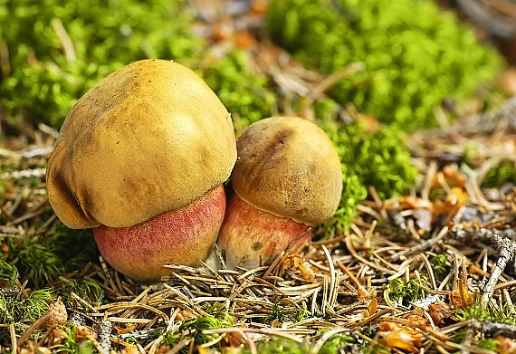 hríb zrnitohlúbikový Neoboletus luridiformis (Rostk.) G. Wu & Zhu L. Yang
