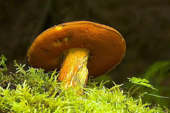 hríb zrnitohlúbikový Neoboletus luridiformis (Rostk.) G. Wu & Zhu L. Yang