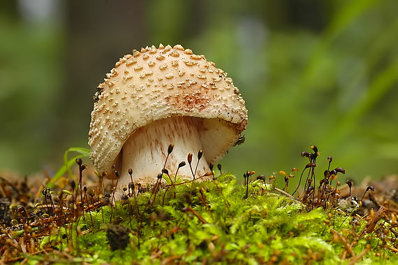 muchotrávka červenkastá Amanita rubescens Pers.