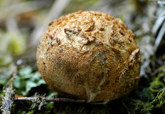 gasteromycét Gasteromycetes