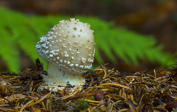 muchotrávka hrubá Amanita excelsa (Fr.) Bertill.