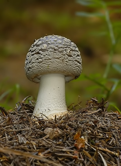 muchotrávka hrubá Amanita excelsa (Fr.) Bertill.