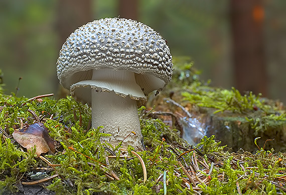 muchotrávka hrubá Amanita excelsa (Fr.) Bertill.