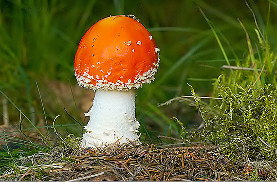 muchotrávka červená Amanita muscaria (L.) Lam.