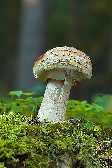muchotrávka červenkastá Amanita rubescens Pers.