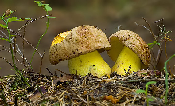 hríb horský Butyriboletus subappendiculatus (Dermek, Lazebn. & J. Veselský) D. Arora & J.L. Frank