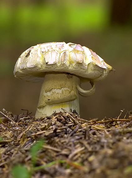 hríb smrekový Boletus edulis Bull.