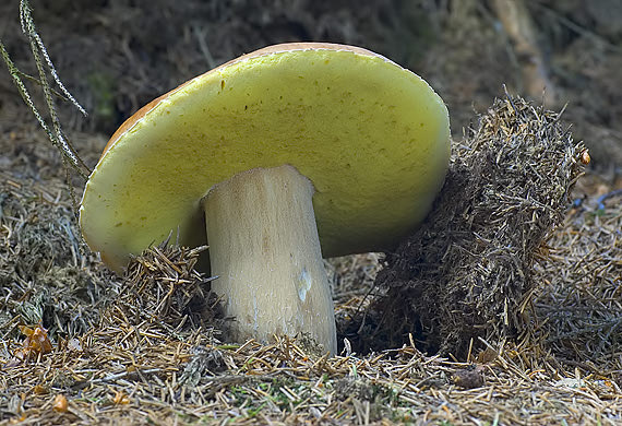 borowik szlachetny Boletus edulis Bull.