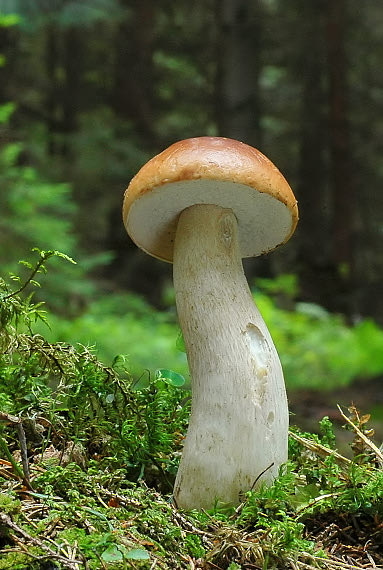 hríb smrekový Boletus edulis Bull.