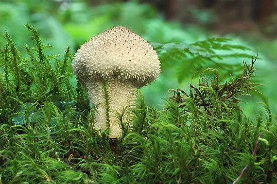 prášnica bradavičnatá Lycoperdon perlatum Pers.