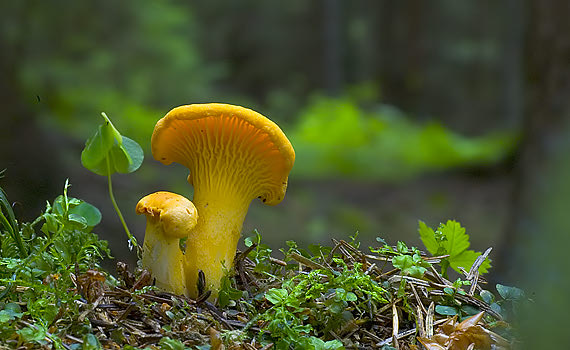 kuriatko jedlé Cantharellus cibarius Fr.