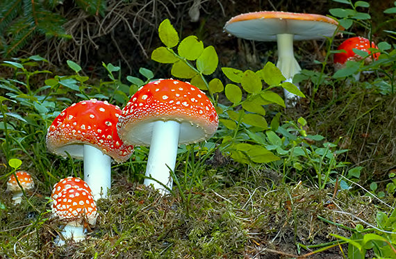 muchotrávka červená Amanita muscaria (L.) Lam.