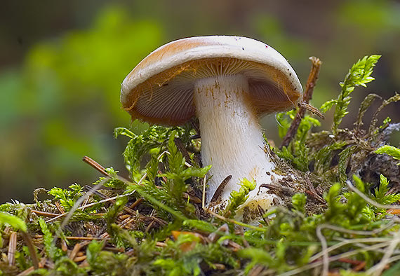 pavučinovec Cortinarius sp.