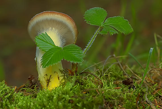 sliziak mazľavý Gomphidius glutinosus (Schaeff.) Fr.