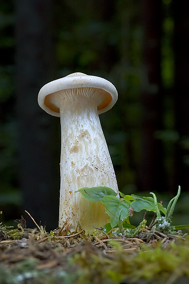 strmuľka veľká Infundibulicybe geotropa (Bull.) Harmaja