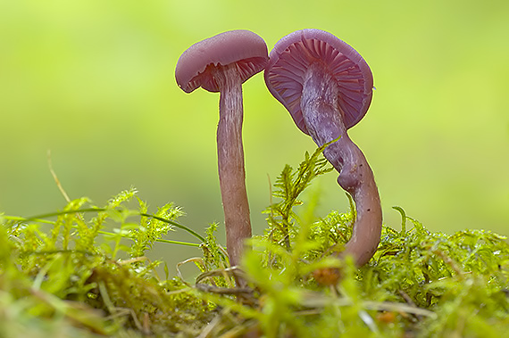 lakovka ametystová Laccaria amethystina (Huds.) Cooke