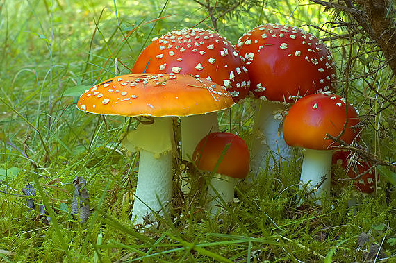 muchotrávka červená Amanita muscaria (L.) Lam.