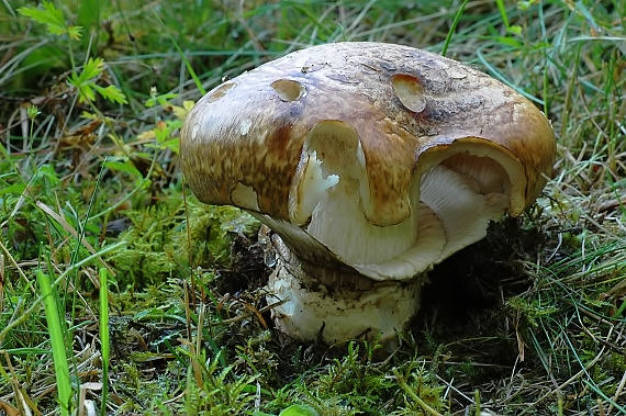 náramkovka cisárska Catathelasma imperiale (P. Karst.) Singer