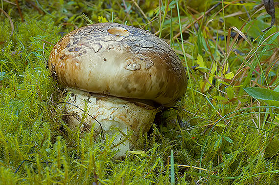 náramkovka cisárska Catathelasma imperiale (P. Karst.) Singer