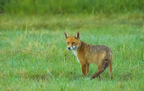 líštička