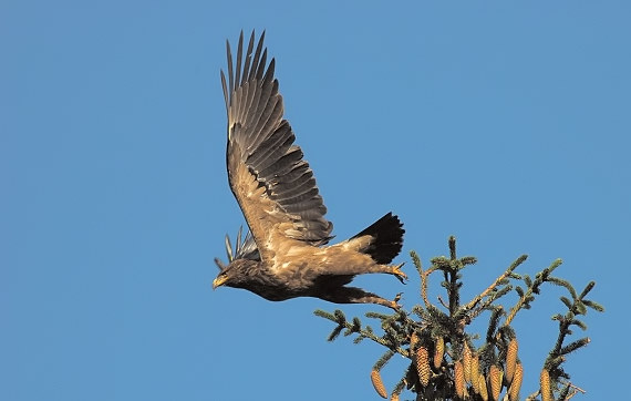 orol krikľavý Aquila pomarina