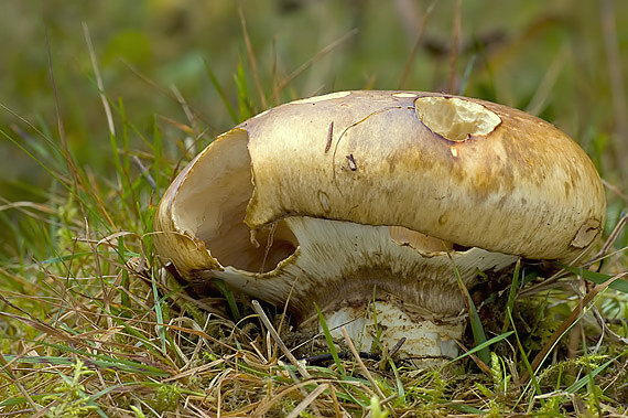 náramkovka cisárska Catathelasma imperiale (P. Karst.) Singer