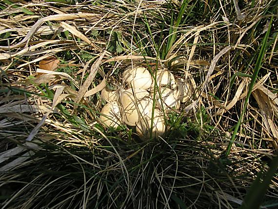 čírovnica májová Calocybe gambosa (Fr.) Donk