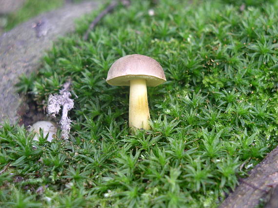 suchohríb žltomäsový Xerocomellus chrysenteron (Bull.) Šutara
