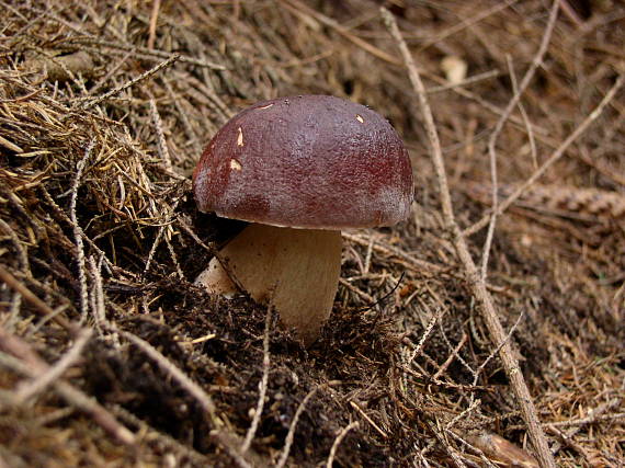 hríb sosnový Boletus pinophilus Pil. et Dermek in Pil.