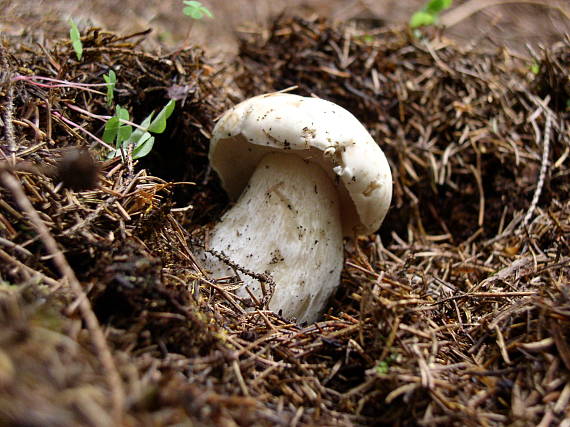 hríb smrekový Boletus edulis Bull.