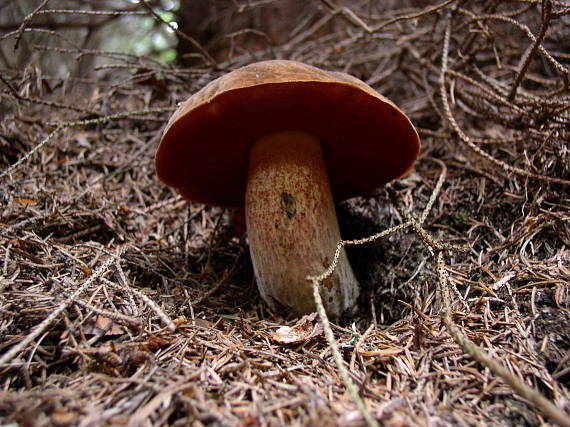 hríb zrnitohlúbikový Neoboletus luridiformis (Rostk.) G. Wu & Zhu L. Yang