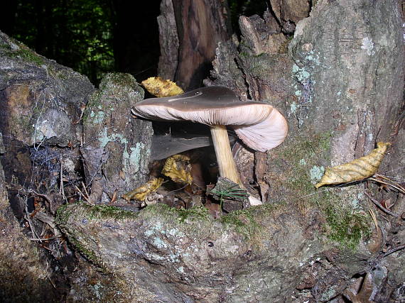 štítovka Pluteus sp.