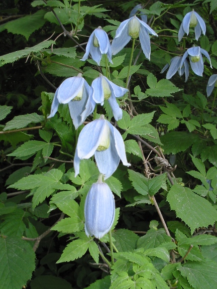 plamienok alpínsky Clematis alpina (L.) Mill.