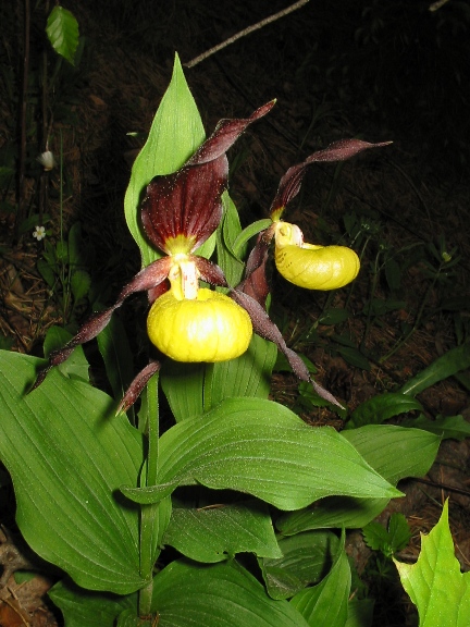 črievičník papučka Cypripedium calceolus L.