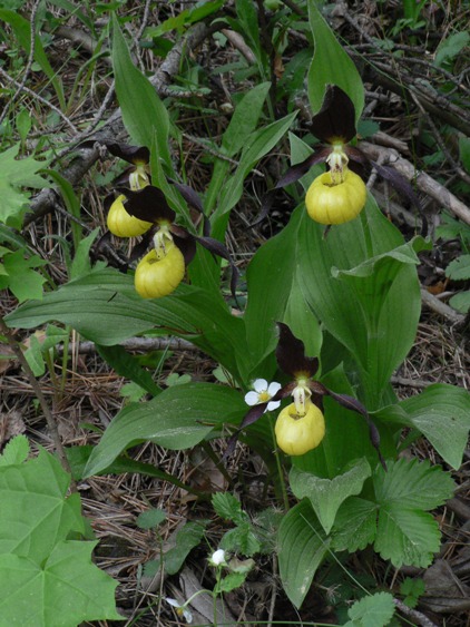 črievičník papučka Cypripedium calceolus L.