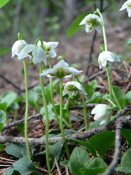 jednokvietok veľkokvetý Moneses uniflora (L.) A. Gray