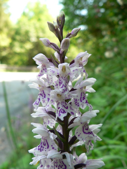 prstovník fuchsov pravý Dactylorhiza fuchsii subsp. fuchsii (Druce) Soó