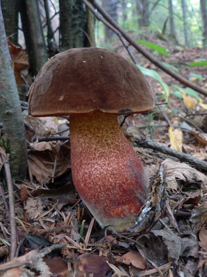 hríb zrnitohlúbikový Neoboletus luridiformis (Rostk.) G. Wu & Zhu L. Yang